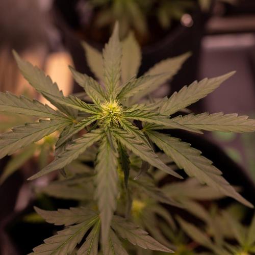 Guava Runta Auto- - FastBuds. Week 5