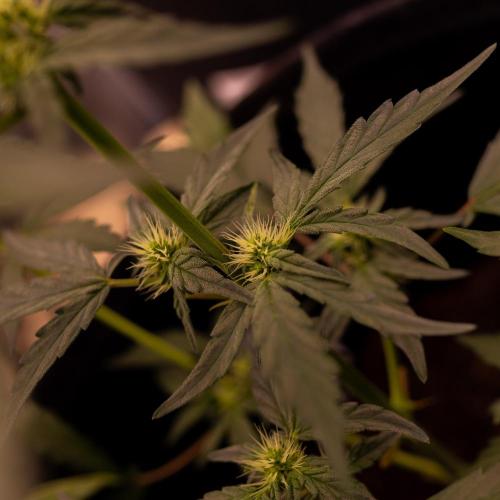 Guava Runta Auto- - FastBuds. Week 5