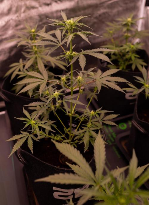 Mendo Frost Auto - Fastbuds. Week 5
