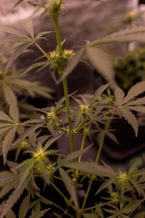 Mendo Frost Auto - Fastbuds. Week 5