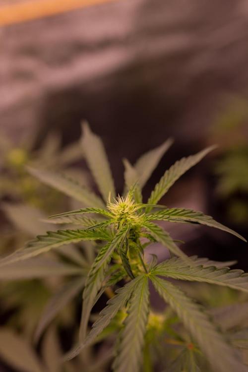 Mendo Frost Auto. Week 5
