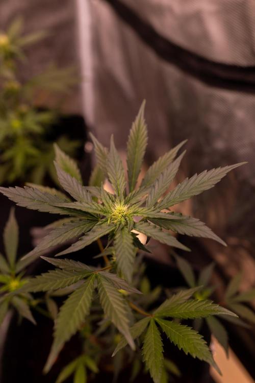 Guava Auto RF3 - FastBuds. Week 5