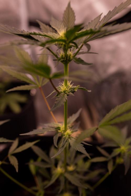 Guava Auto RF3. Week 5
