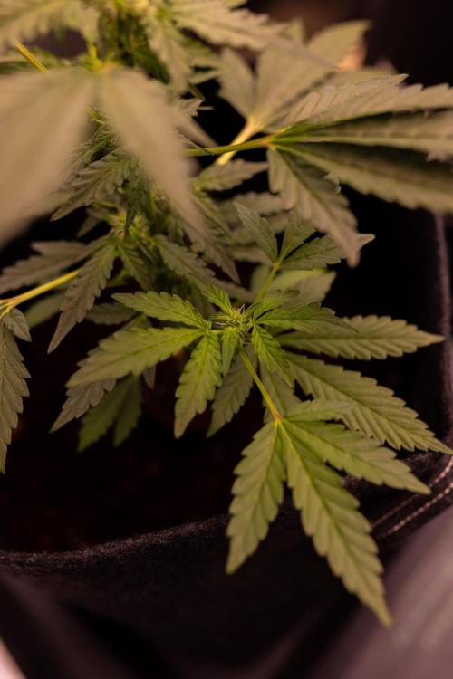 Mendo Guava Auto. Week 5