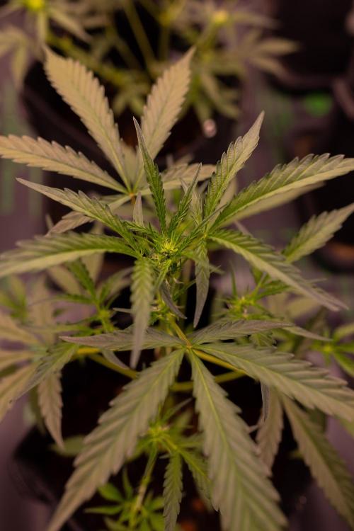 Mendo Guavo Auto. Week 5