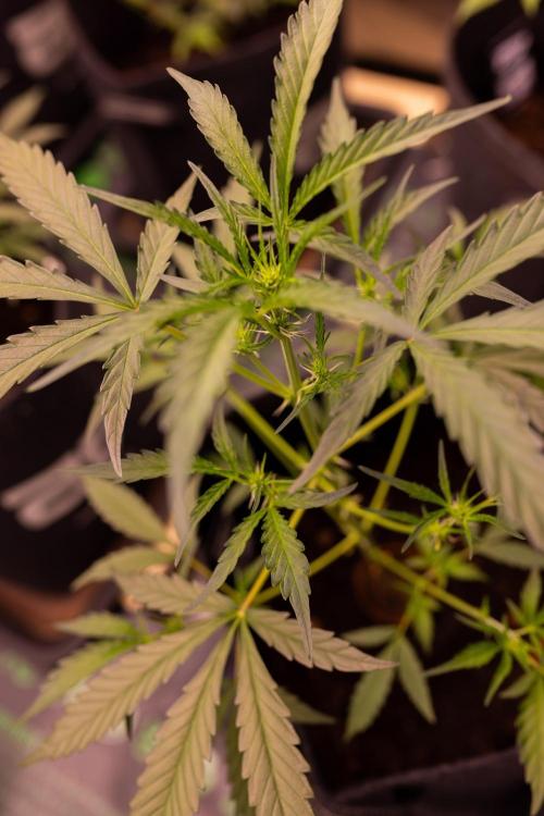Mendo Guavo Auto. Week 5