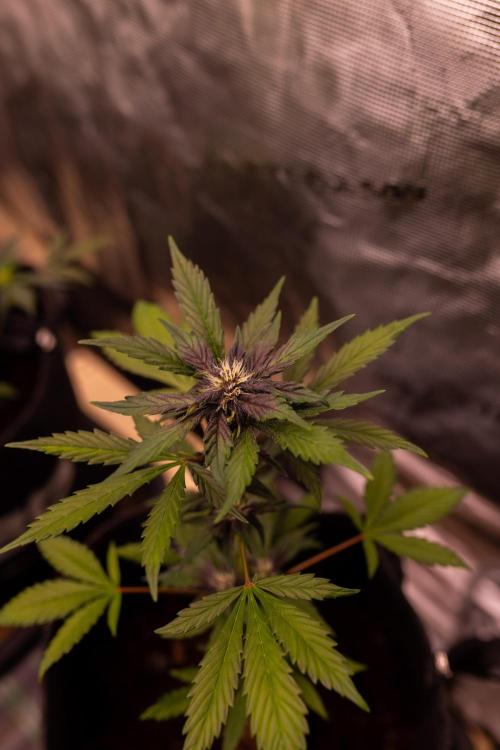 Purole Lemonade Auto RF3 - FastBuds. Week 5