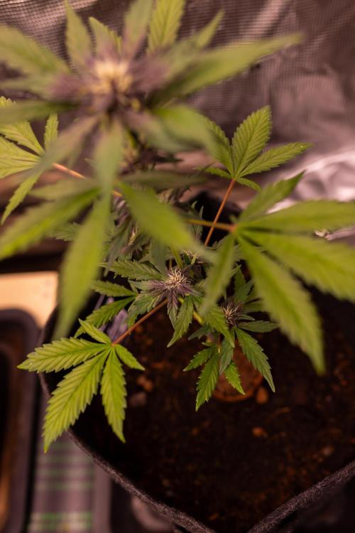 Purole Lemonade Auto RF3 - FastBuds. Week 5