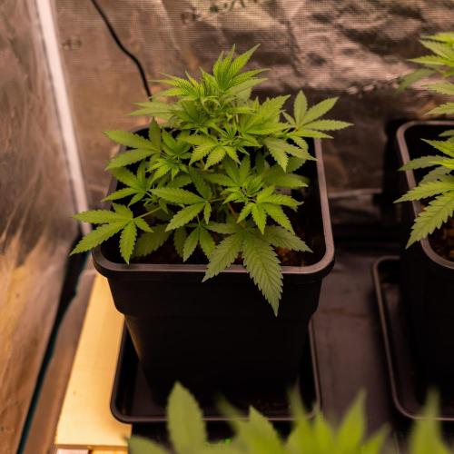 Spliffs Strawberry. Week 5