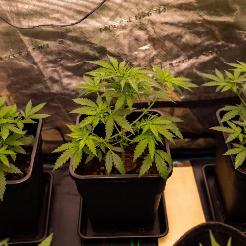 Purple Berry Kush. Week 5