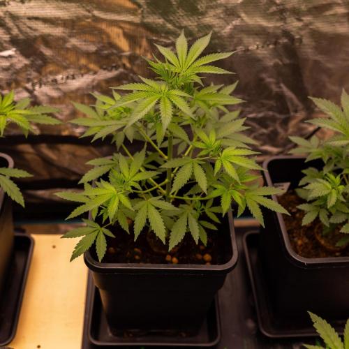 Afghani Gold. Week 5
