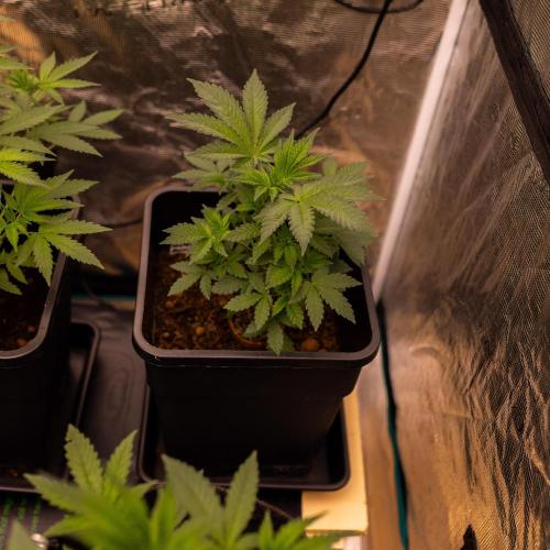 Gelato. Week 5
