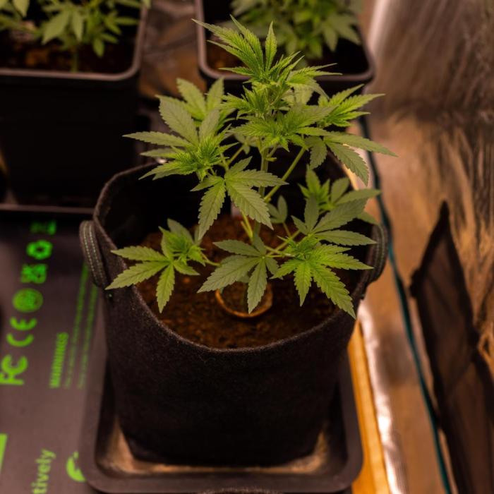 San Fernando Valley Kush-Paradise Seeds. Week 5