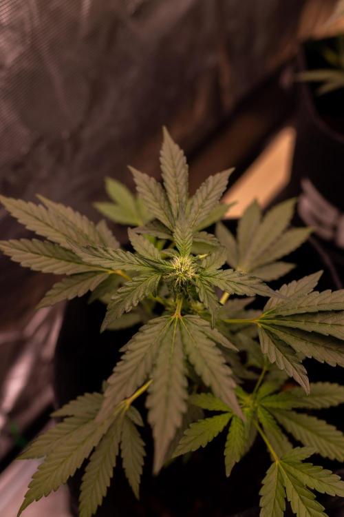 Banana Purple Auto - Paradise Seeds. Week 5