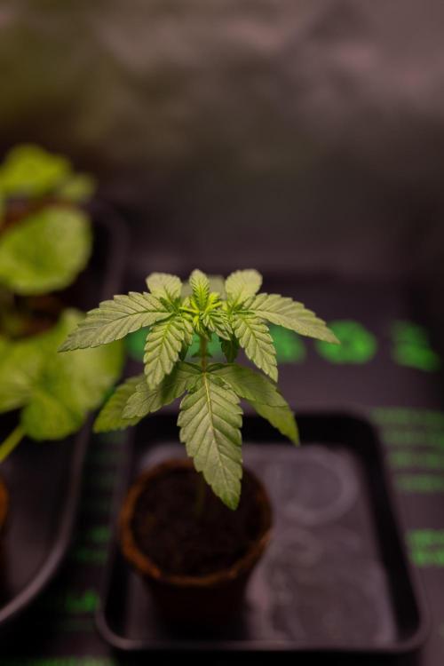 Z42 - FastBuds. Week 2