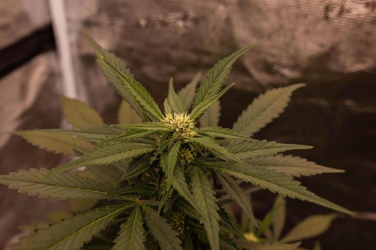 Strawberry Gorilla Auto RF3 - FastBuds. Week 6
