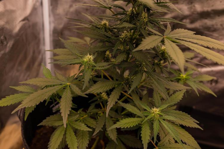 Strawberry Gorilla Auto RF3 - FastBuds. Week 6