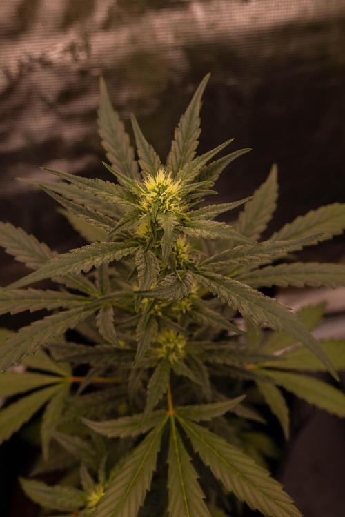 Banana Guava Auto - FastBuds. Week 6