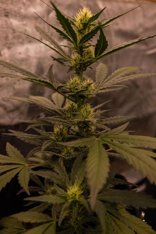 Banana Guava Auto - FastBuds. Week 6