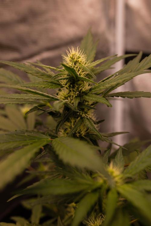 Guava Sundae Auto. Week 6