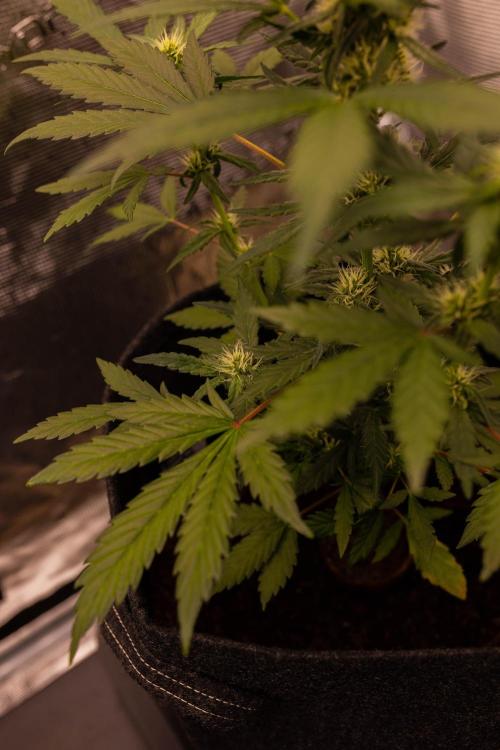 Guava Sundae Auto. Week 6