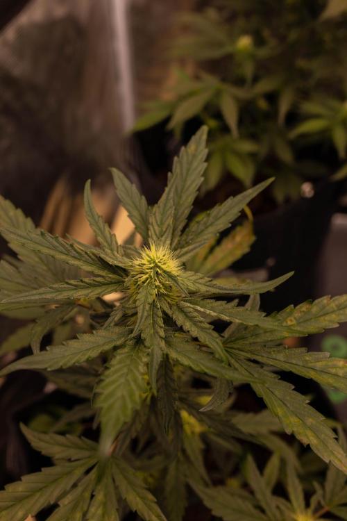 Guava Runta Auto- - FastBuds. Week 6
