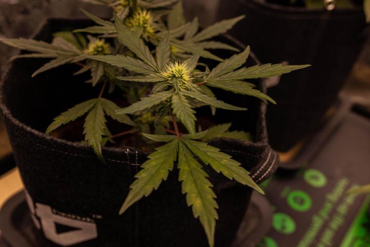 Guava Runtz Auto. Week 6