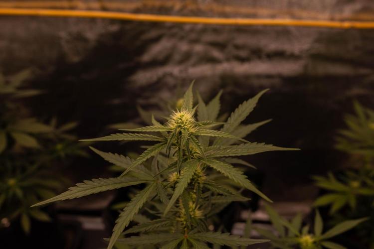 Mendo Frost Auto - Fastbuds. Week 6