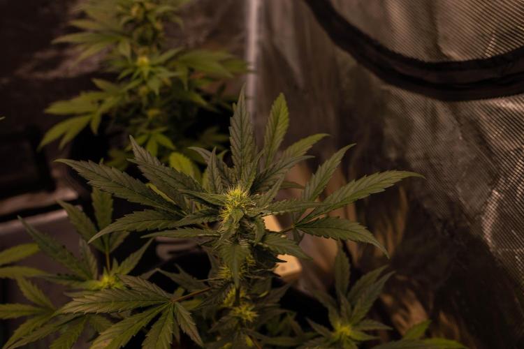 Guava Auto RF3 - FastBuds. Week 6