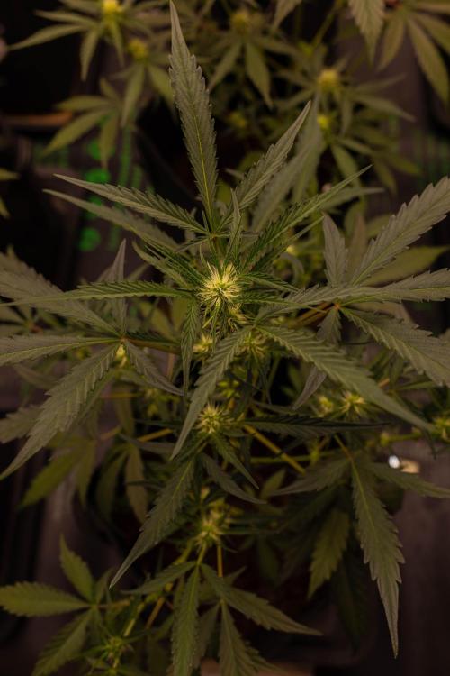 Mendo Guavo Auto. Week 6