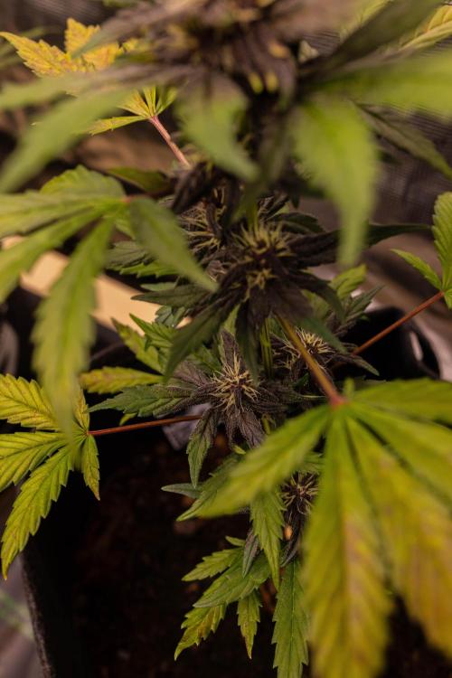 Purole Lemonade Auto RF3 - FastBuds. Week 6