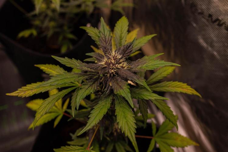 Purole Lemonade Auto RF3 - FastBuds. Week 6