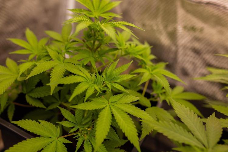 Spliffs Strawberry - Spliff Seeds. Week 6