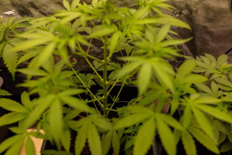 Afghani Gold - Spliff Seeds. Week 6