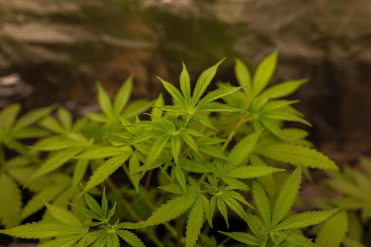 Afghani Gold - Spliff Seeds. Week 6