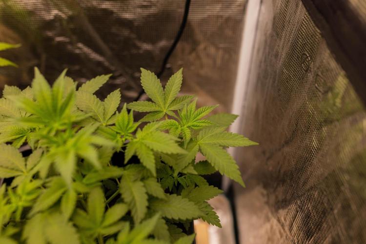 Gelato - Spliff Seeds. Week 6