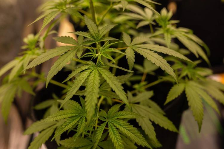 Amnesia - Paradise Seeds. Week 6