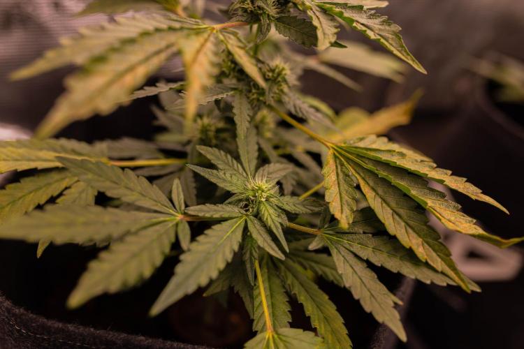 Banana Purple Auto - Paradise Seeds. Week 6