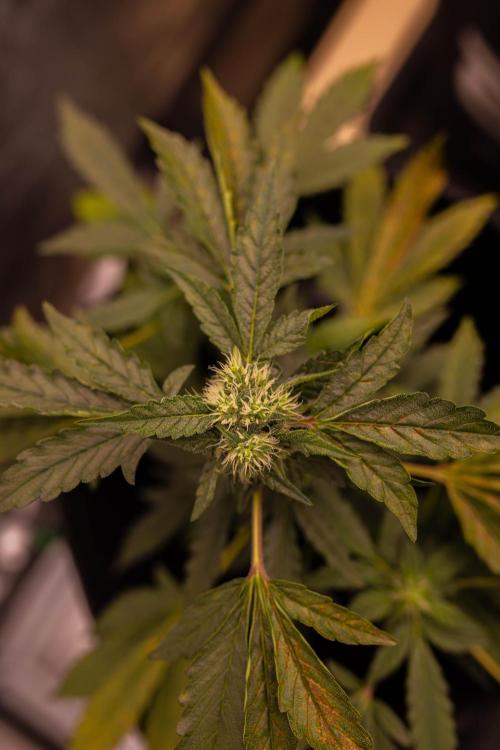 Banana Purple Auto - Paradise Seeds. Week 6