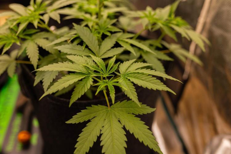 Special Kush - Paradise Seeds. Week 6