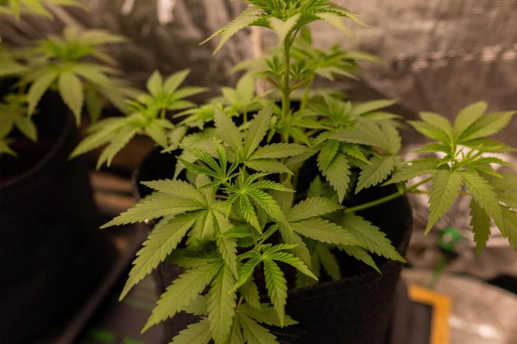 Special Kush - Paradise Seeds. Week 6