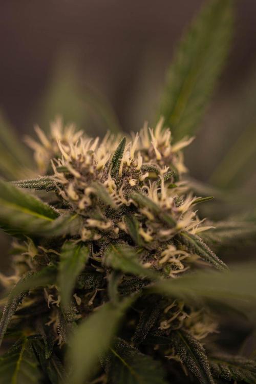 Strawberry Gorilla Auto RF3. Week 7