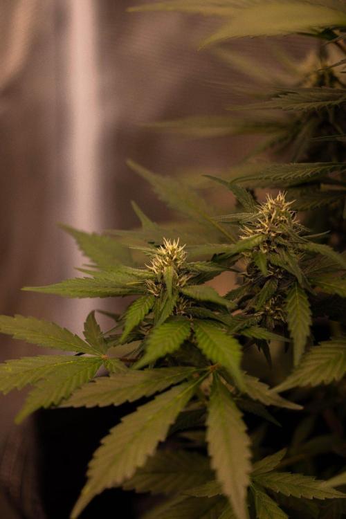 Strawberry Gorilla Auto RF3 - FastBuds. Week 7