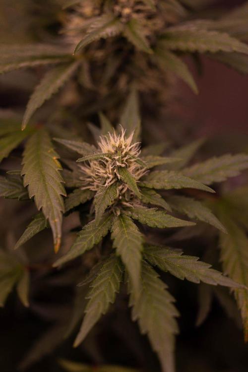 Guava Sundae Auto. Week 7