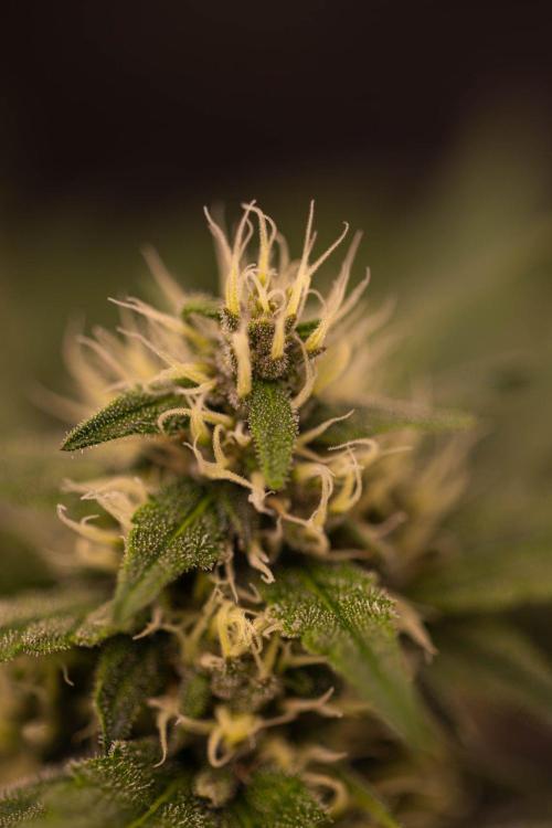Guava Sundae Auto. Week 7
