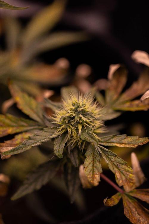 Guava Runta Auto- - FastBuds. Week 7