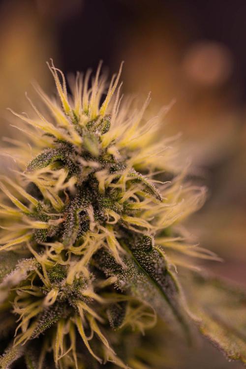 Guava Runtz Auto. Week 7