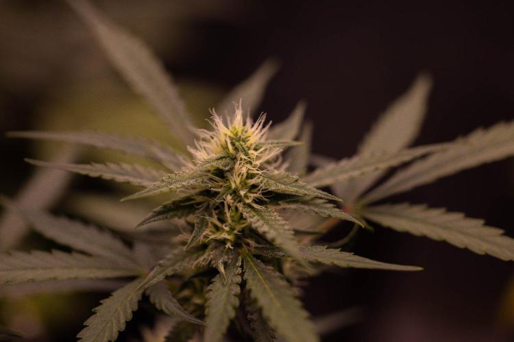 Mendo Frost Auto - Fastbuds. Week 7