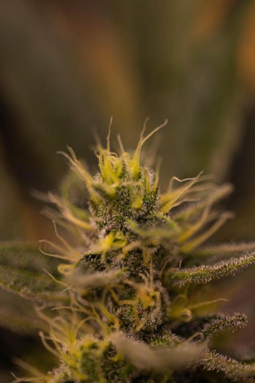 Guava Auto RF3. Week 7
