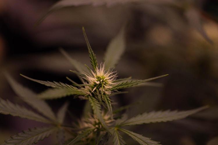 Mendo Guavo Auto. Week 7